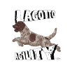 lagottoagility5