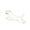 lagottobling3