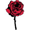 rose