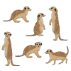 Sélection de Suricate