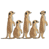 Meerkat series