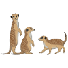 Three meerkats