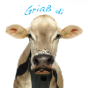 Griaß di Kuh