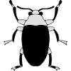 insect