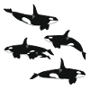 Killer whale range
