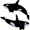2 Schwertwale