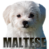Maltese