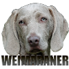 Weimaraner