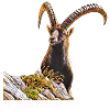 Steinbock