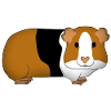 Guinea pig dreifarbi