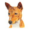 Basenji