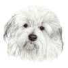 Coton-de-Tulear