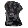 flatcoated retriever pastels