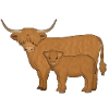 Highland cattle looking mi