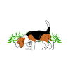 beaglevainmetsassa
