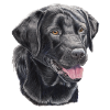 labrador retriever black P