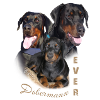 Dobermann
