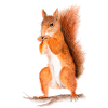 eichhörnchen