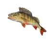 Perch