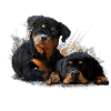 Puppys