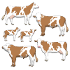 Simmental kvæg udvalg