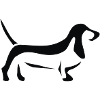Basset hound