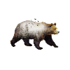 Mondbär