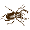 Hirschkäfer