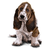 Basset-Hound