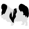 Japanese Chin