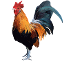 Hahn