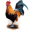 Hahn