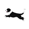 perrodiamonds9