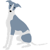 Whippet