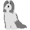 Bearded Collies