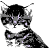 Katze Cat Katzengesicht