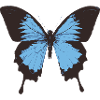 Schmetterling