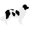Landseer