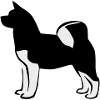 American Akita