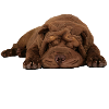Shar-Pei