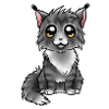 Maine Coon - Black Silver