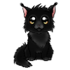 Maine Coon - Noir