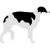 Borzoi