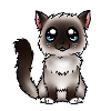 Birman - Seal Point