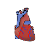 I love Anatomy