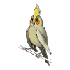 Cockatiel bird cage canary birds