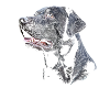 Labrador
