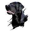 Labrador