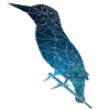 Eisvogel