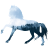 Pferd